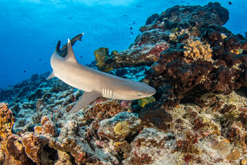 Whitetip reef shark, Frenc Polynesia © Tropicalens