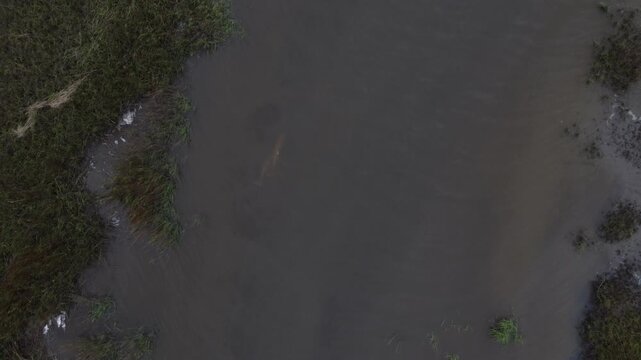 Bottlenose dolphins swim in , tidal creeks, salt marsh, shallow water 