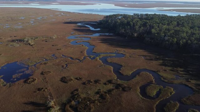 Savannah marshland