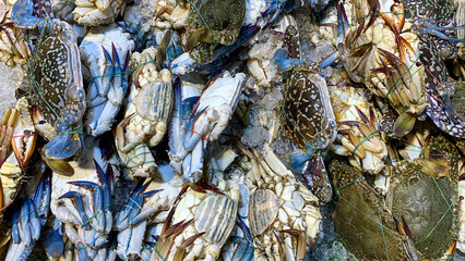 Blue swimmer crabs clustered together conveying coastal harvest marine species identification and seafood commerce context. © Maurice Yom