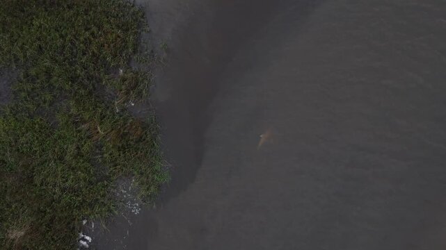 Bottlenose dolphins swim in , tidal creeks, salt marsh, shallow water 