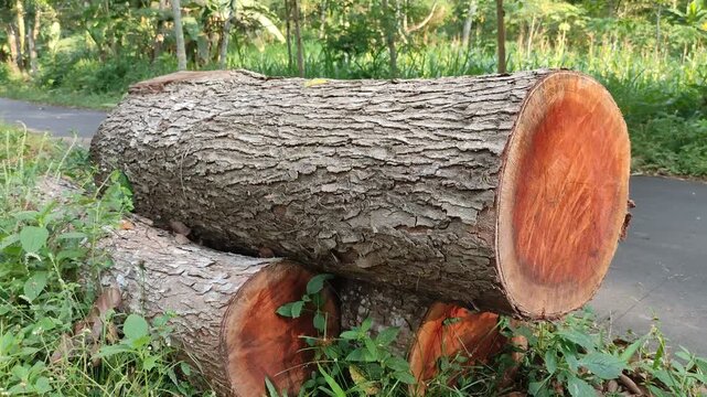 Stacked mahogany logs with detailed bark texture and reddish wood grain on the side of a rural road with forest background