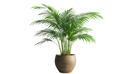 Obraz premium A large palm tree is in a brown pot