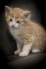 cat on a black background