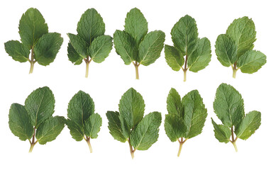 Isolated Fresh Green Mint Leaves Studio Shot Natural Herb Mockup For Food, Drink, And Lifestyle Projects