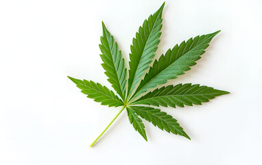 Single Hemp Leaf On White Background Studio Shot 