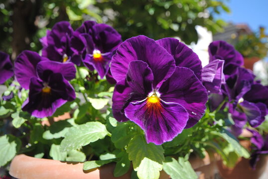 Cluster of purple flowers with green leaves in natural daylight