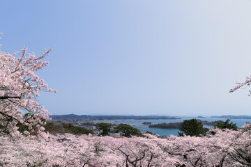 桜の松島西行戻しの松公園からの日本三景松島