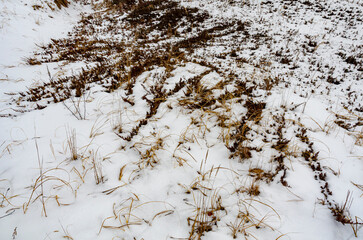 559-91 Juniper and Grass in Winter