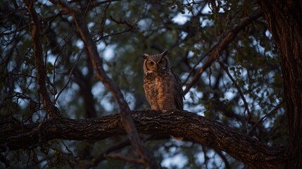 Great Horned Owl Roosting on Tree Limb in Evening Light