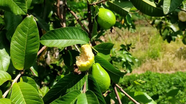Guava fruit damaged and partially eaten by birds or pests on a tree branch