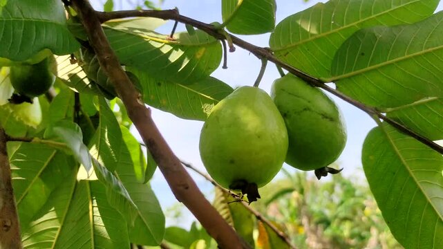Two fresh green guava fruits hanging on a tree branch with lush green leaves and blue sky background