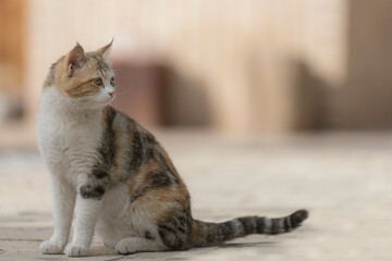 portrait of a cat © neda