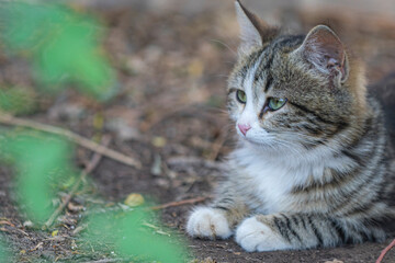 Obraz premium cat on the grass