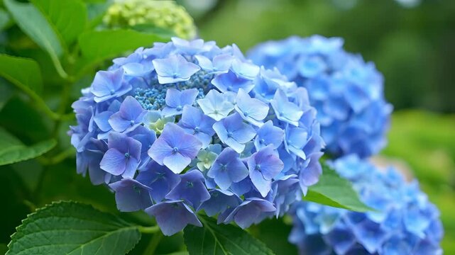 Vibrant blue hydrangeas gently sway, showcasing delicate petals in a lush garden. Ideal for nature documentaries, gardening vlogs, peaceful backgrounds, spring and summer themes, floral designs,