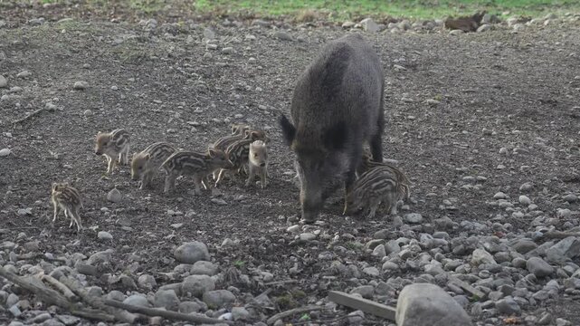 Female wild boar with her brood of children in wild. Mother and young boar babies. Sus scrofa. Bearded pigs Borneo family. Wild boar family mother and striped piglet. Wildlife. Active young boars. 