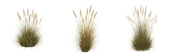 Obraz premium Set of Dry Pampas Grass and Ornamental Reeds Isolated on Transparent Background PNG