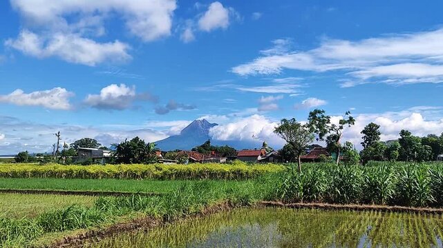 view of green rice fields with Mount Merapi in the background and blue sky