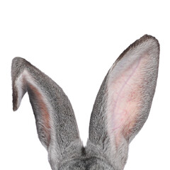 Fluffy rabbit ears on white background. Easter bunny