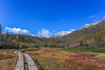 秋の栂池自然園、木道を歩くハイカーと初雪を頂いた北アルプス