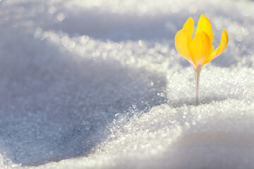 Beautiful crocus with yellow flower growing through snow sparkling in sunlight