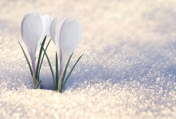 Beautiful flowering crocus plants growing through snow sparkling in sunlight