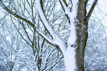Trees covered with snow near the Frozen Lake of Weiswampach in Luxembourg. Snow in the north of Luxembourg.  January 11th, 2026: winter time, a small town or village covered with snow