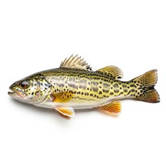 Fototapeta premium Freshwater Fish Isolated on White Background.