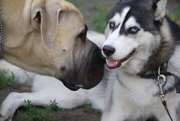 siberian husky puppy © 0990930308