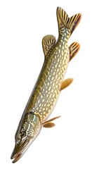 Naklejka premium Northern Pike Fish Isolated White.
