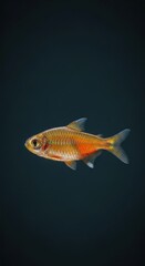 Orange Fish Swimming in Dark Water.