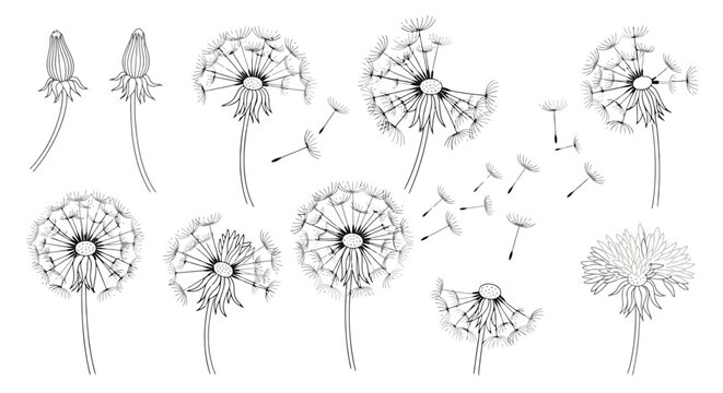 Detailed Botanical Illustration of Dandelion Seed Heads and Buds.