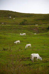 Fototapeta premium Paisaje Colombiano
