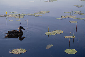 duck and ducklings in Russia