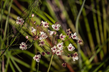 pink flowers in the garden in Russia