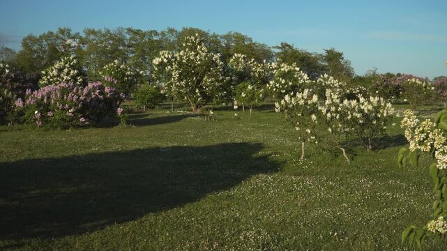 Panoramic spring landscape in Dobele Lilac Garden, Latvia, Europe on a sunny afternoon. White and purple lilac trees bloom across a green lawn under a clear blue sky with warm sunshine. 