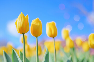 Obraz premium Bright Yellow Tulips in Spring