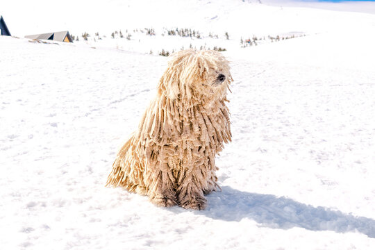 Hungarian white purebred puli breed dog,shepherd dog with dreadlock outdoor lying on snow at winter in mountains