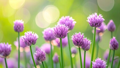 Fototapeta premium Close-up of beautiful purple chive flowers, Allium schoenoprasum, blooming in a vibrant spring garden with a soft, dreamy green background and exquisite sunlit bokeh for a fresh, natural feel.