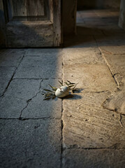 Rustic Easter Aesthetic - Dramatic Natural Light and Vintage Textures