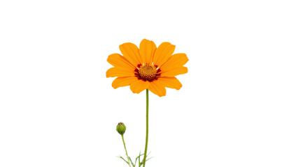 Fototapeta premium Vibrant orange blossom with delicate petals and a rich, dark center, emerging gracefully with a young bud, symbolizing natural beauty