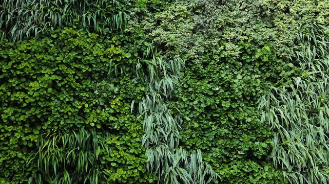 Lush vertical garden creating natural green wall texture with diverse foliage plants