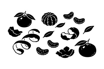 Tangerine illustrations showing whole, peeled, and segment varieties