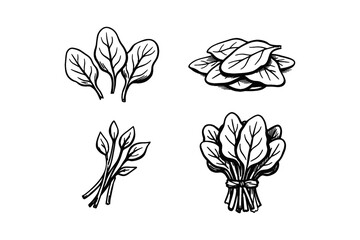 Fototapeta premium Hand-drawn spinach illustrations - sketches of leaves and bundles