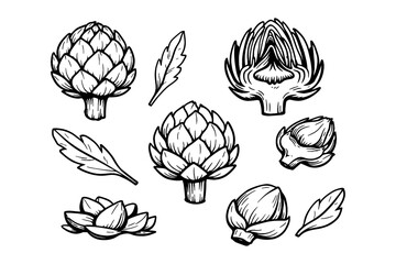 Detailed artichoke and leaf illustrations on white background