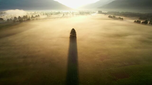 Aerial view of a solitary tree casting a long shadow in a misty landscape