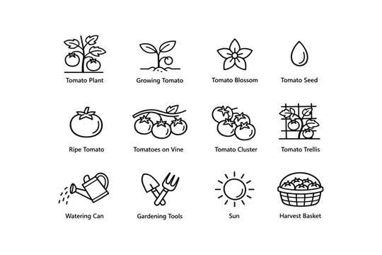 Tomato plant growth and care icons for gardening enthusiasts