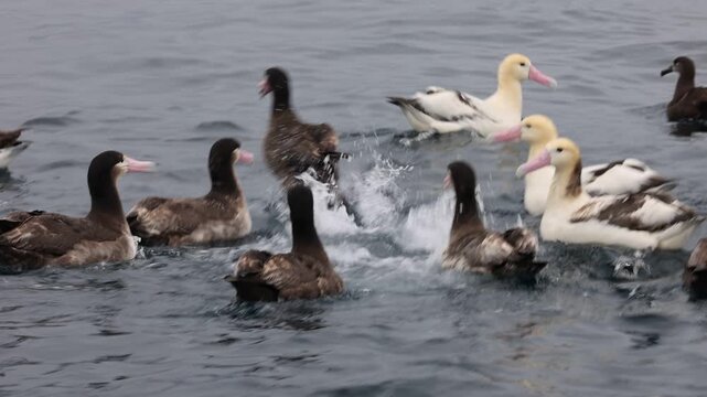 The short-tailed albatross or Steller's albatross (Phoebastria albatrus) is a large rare seabird from the North Pacific.