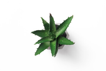 Green flower in a pot on white background, copy space