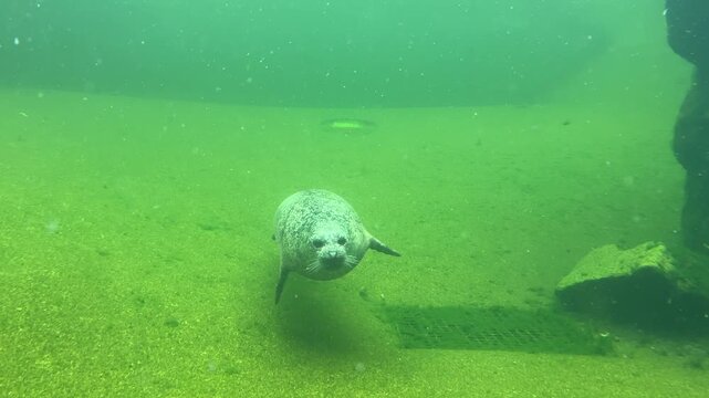 Two harbor seals swim gracefully in a large outdoor pool at a zoo enclosure, with one gliding near the surface while the other remains partially submerged in the water.